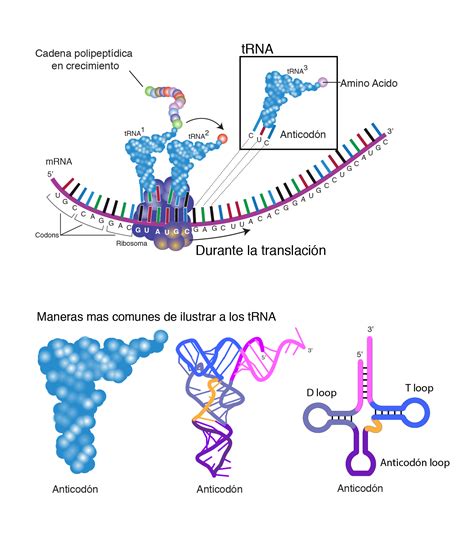 ADN Y ARN ESTRUCTURA ADN ARN