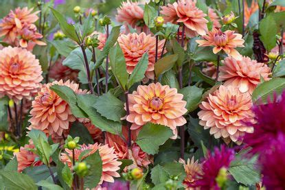 How To Overwinter Dahlias To Keep Them For A Spring Garden Livingetc