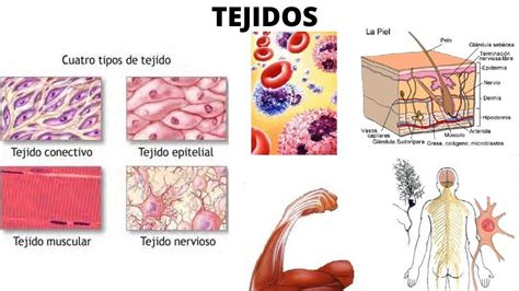 Tejidos B Sicos Del Cuerpo Humano Tipos Y Clasificaci N Histolog A Sexiz Pix