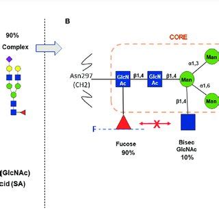 Major Pathways Of GDP Fucose Biosynthesis And IgG Fc Core Fucosylation