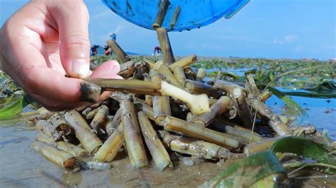 Yummy Razor Clam Cooking Catching And Cooking Razor Clam At Ocean