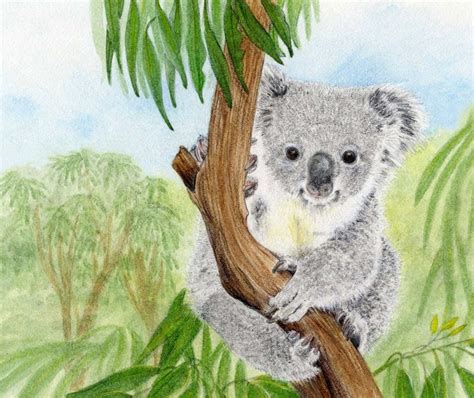 Koala - Animals Affected by Climate Change