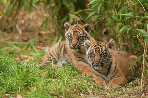 Sumatran Tiger Cubs Photograph by Claire Hogg | Fine Art America