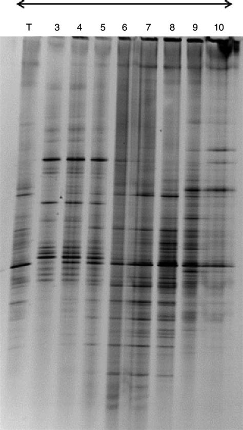 Denaturing Gradient Gel Electrophoresis Dgge Gel Of Polymerase Chain Download Scientific