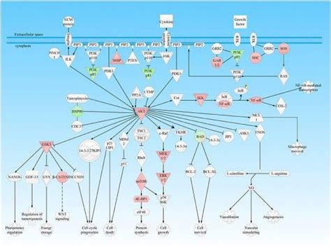 Pi K Akt Signaling Pathway Was Involved In Nfpa This Pathway Was