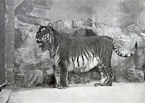 The 9 Types of Tiger Subspecies From Around the World - A-Z Animals