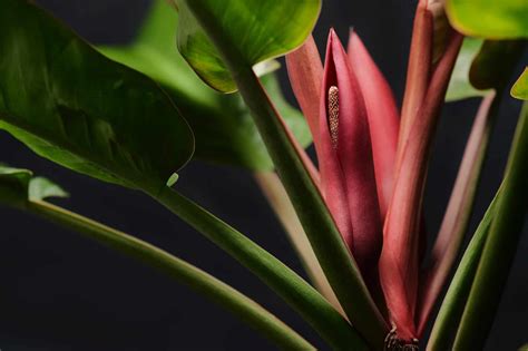 Philodendron Flower Everything You Need To Know Plants Craze