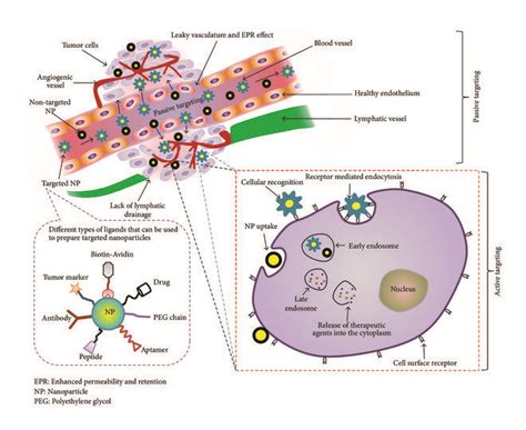 Schematic Representation Of Passive And Active Targeting Approaches