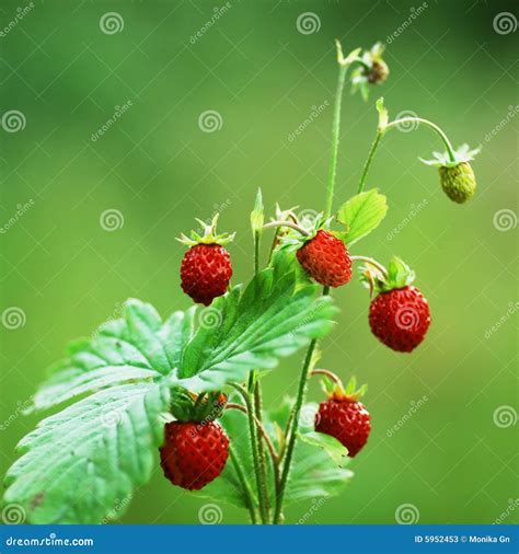 Wild Strawberry Background Royalty-Free Stock Image | CartoonDealer.com