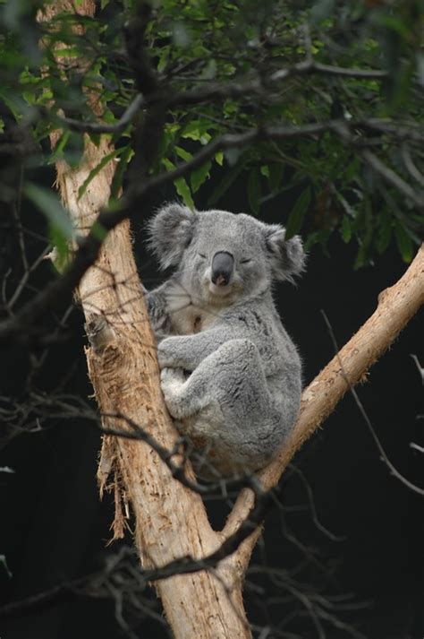 Australia Sydney Koala Bear - Free photo on Pixabay