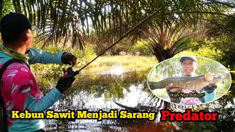 Kebun Warga Yang Berubah Menjadi Sarang Predator Mancing Gabus Di