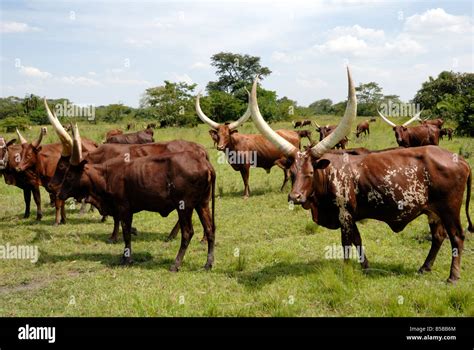 Ankole cows, Uganda, East Africa, Africa Stock Photo - Alamy