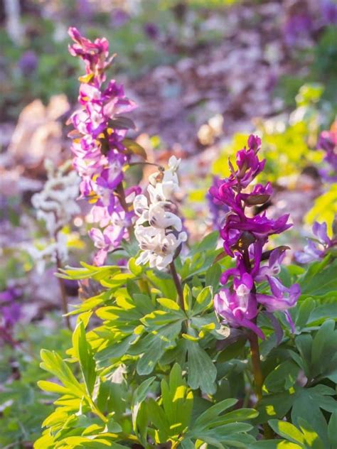 Pulmonaire Plantation Et Conseils D Entretien Au Fil Des Saisons