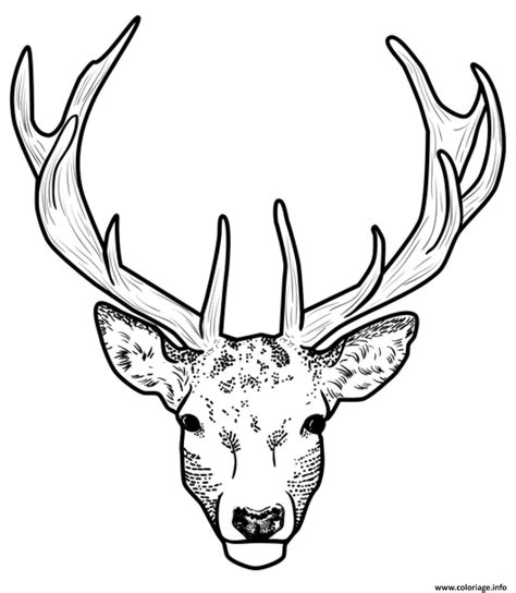 Coloriage Tete De Cerf Dessin Cerf Biche Faon Imprimer