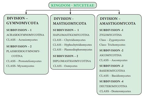 Classification of Fungi