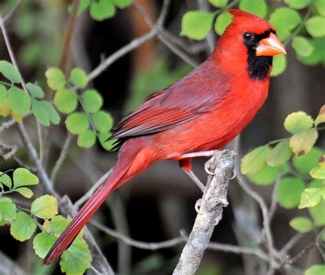 Cardinal Bird Wallpapers - Wallpaper Cave