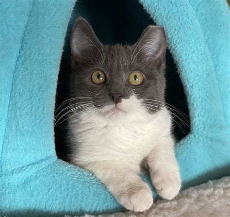 Socializing Cats & Kittens – Adoptables NYC