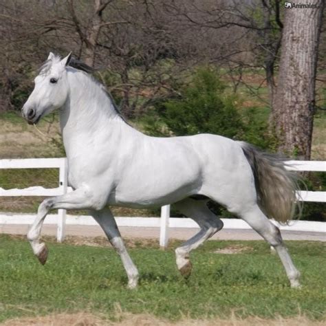 Caballos andaluces - Animales.me