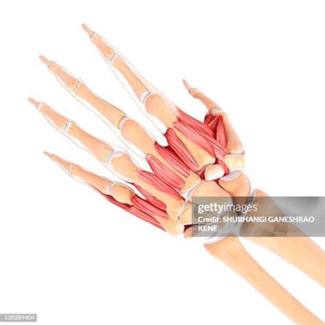 Wrist Forearm Anatomy Photos And Premium High Res Pictures Getty Images