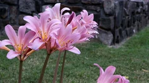 Naked Lady Flowers Stock Videos Royalty Free HD K Videos