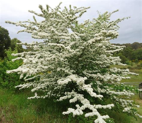 Боярышник однопестичный (Crataegus monogyna). Декоративен широко ...