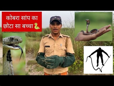 कबर सप क छट स बचच Indian Spectacled Cobra baby rescue