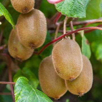 Kiwai Super Issai Actinidia arguta Variété autofertile de mini kiwi