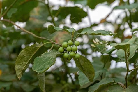 Planta Flores Comumente Conhecida Como Jurubeba Uma Erva Moura