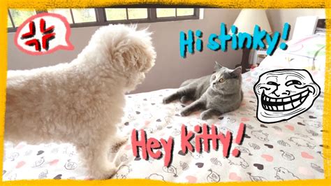 My Toy Poodle Plays With A British Shorthair Cat Dog Vs Cat The