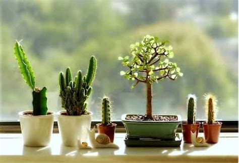 Create Your Windowsill Cactus Collection 1001 Gardens