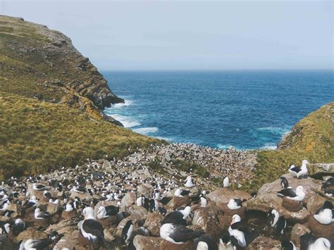 War to wildlife: Why you should visit the Falkland Islands | Adventure.com