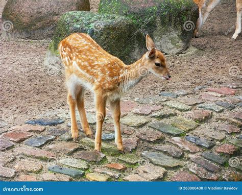 Young Baby Deer Like Bamby Stock Photo Image Of Summer 263000438