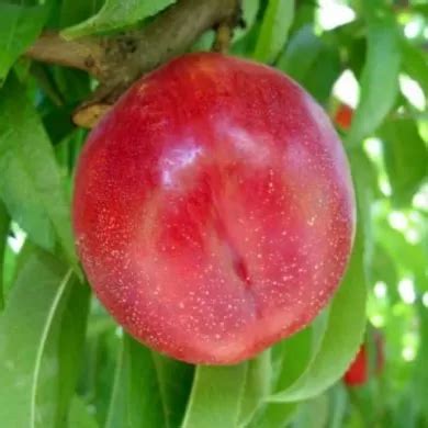 Frutas Moradas O Violetas Sus Beneficios Y Caracter Sticas