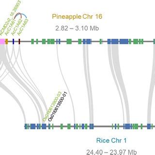 Microsynteny Plot Showing Syntenic Genes Between Pineapple Md V