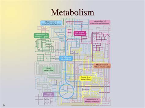 Ppt Lecture 1 Metabolism Basic Concepts And Design Powerpoint