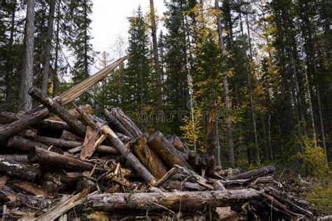 Problema Ambiental De La Tala De Rboles Selva Tropical Destruida Para