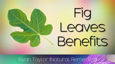 Fig Leaves Benefits And Uses Youtube