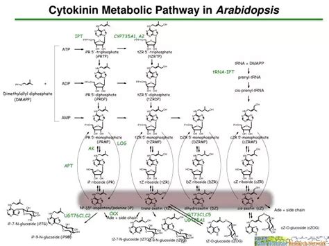 Ppt Cytokinin Metabolic Pathway In Arabidopsis Powerpoint Presentation Id 3219471