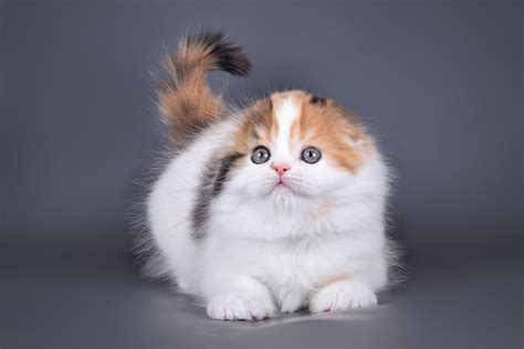 Котенок Хайленд Фолд из питомника Alliance de Charm | Котомир