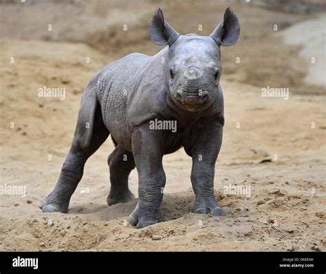 Rhino Offspring Male Is Seen At The Zoo In Magdeburg Germany 28