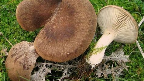 Seta De Cardo Pleurotus Eryngii Encu Ntrala Y Cult Vala Agrom Tica