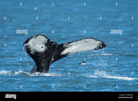 Humpback Whale Megaptera Novaeangliae Resurrection Bay Kenai Fjords