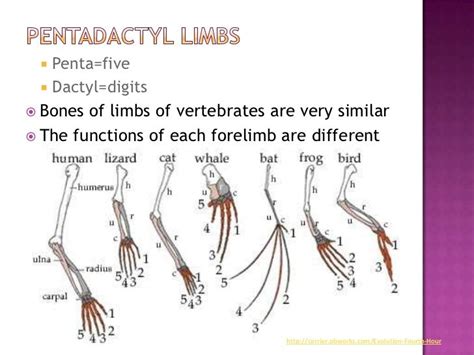 Download homologous structures for free - ffopmaya