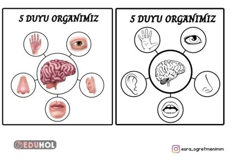 5 Duyu Organımız Şema Defter İ Eduhol Etkinlik İndir Oyun Oyna