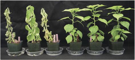 Wilt Crown And Root Rot Of Common Rose Mallow Hibiscus Moscheutos