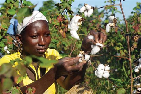 Coton Le Mali détrône le Burkina et sadjuge la 1ère place