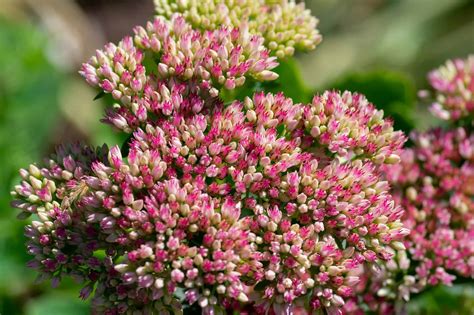 10 Types of Sedum Succulents - A-Z Animals