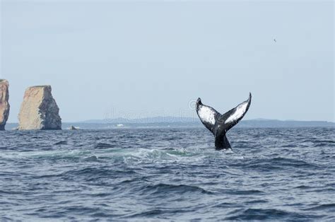 Cola De La Ballena Jorobada Foto De Archivo Imagen De Oc Ano Jadear