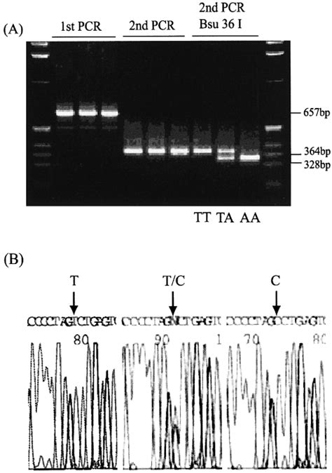 A Restriction Fragment Length Polymorphism Rflp Analysis Of The