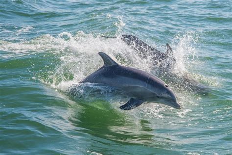 Panorama boat tour with snorkeling dolphins Poreč To Do in Istria